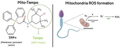 Mito-Tempo improves acrosome integrity of frozen-thawed epididymal spermatozoa in tomcats